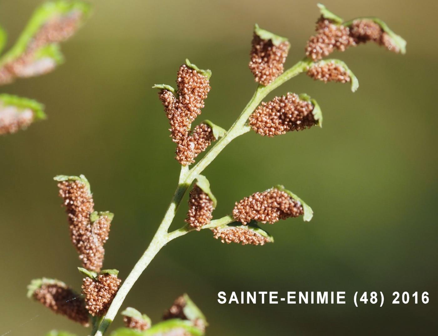 Spleenwort, Southern Rock fruit